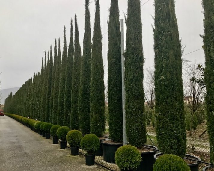 Cupressus sempervirens Pyramidalis 500-600 cm